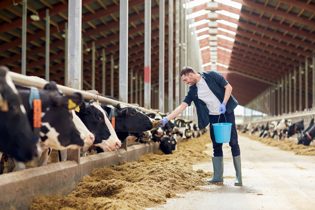 farmer feeding his cows